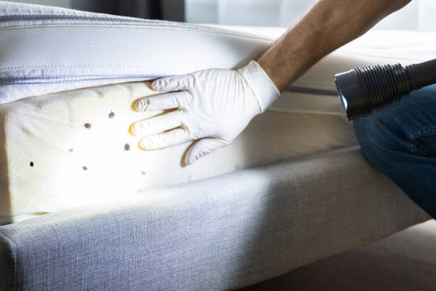 Pest Control Cost in Camarillo, CA