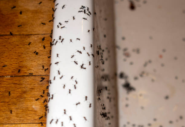 Pest Control for Restaurants in Camarillo, CA