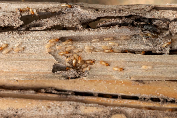 Best Rat Extermination Near Me  in Marillo, CA